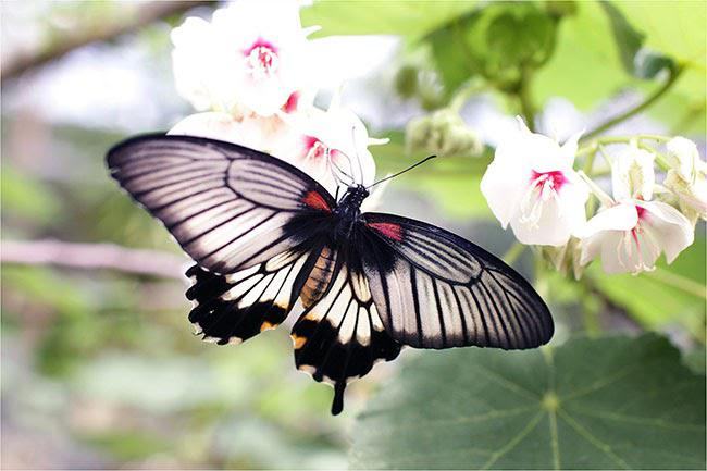 Mơ thấy đôi bướm quấn quýt bay lượn báo hiệu cho tình yêu của bạn đang nở rộ hạnh phúc.