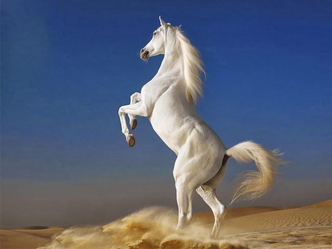 Chiêm bao thấy ngựa trắng bay là dự báo cho thấy sẽ có những bất đồng và mâu thuẫn