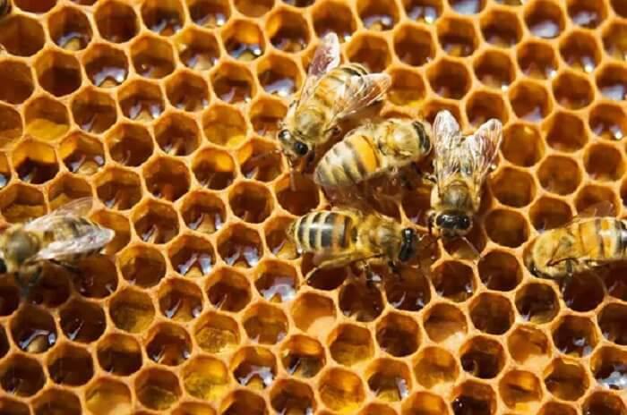 Chiêm bao thấy tổ ong có nhiều điềm báo khác nhau
