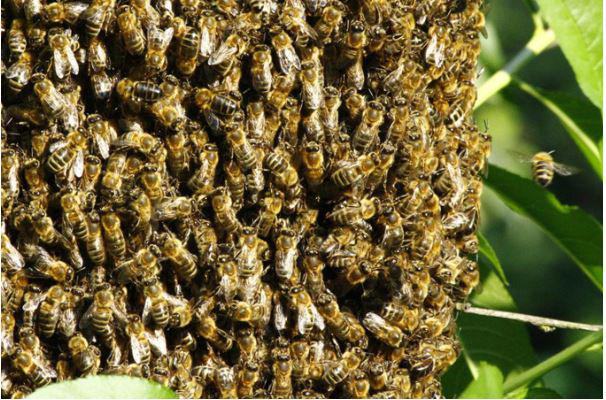 Mơ thấy tổ ong nên đánh con gì chắc ăn nhất?