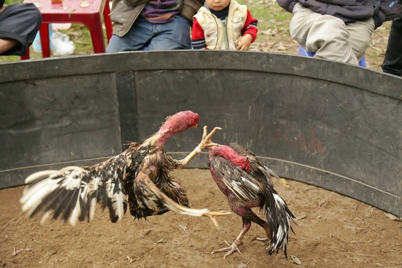 Lễ hội chơi chọi gà mang bản sắc dân tộc độc đáo 