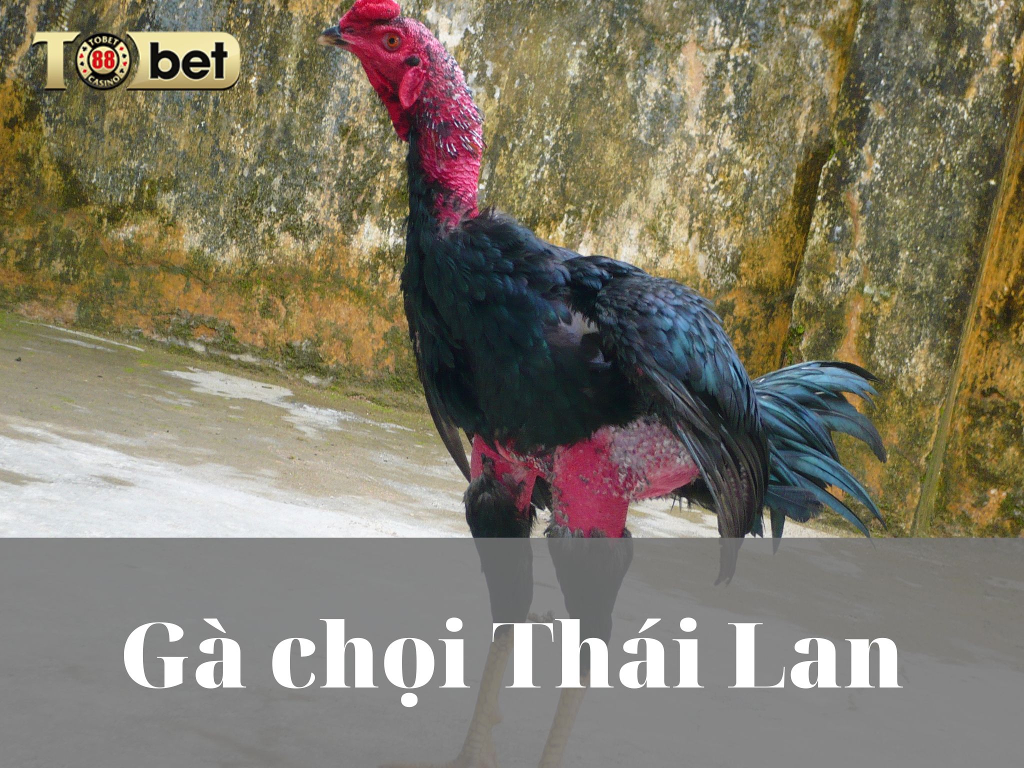 Tìm hiểu về gà chọi xuất xứ từ Thái Lan