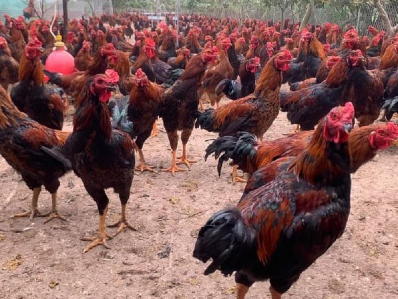 Tìm hiểu về trang trại gà chọi Việt Cường